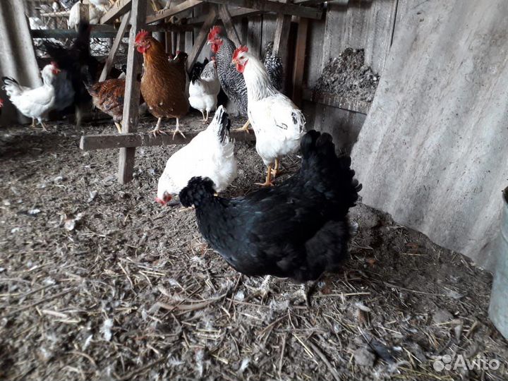 Домашние Куры и петухииндейки и Индоутки