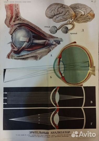 Зрительный анализатор 1977 г. Плакат