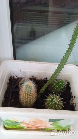 Кактусы вместе с горшком