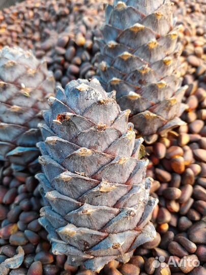 Кедровый орех свежий урожай, шишка свеж.ур. ягоды