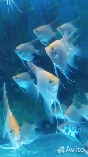 Живая рыба скалярии