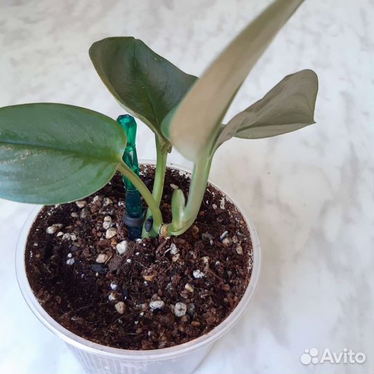 Сциндапсус Мунлайт