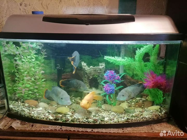 Аквариум с рыбками(акары и попугай)