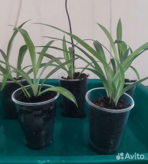 Хлорофитум, Гиппеаструм лилия