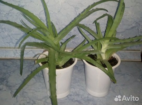 Растение алоэ столетник