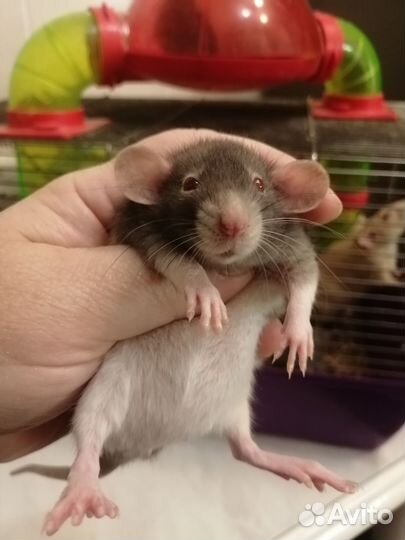 Крыса крысята дамбо