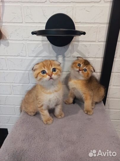 Шотландский вислоухий кот