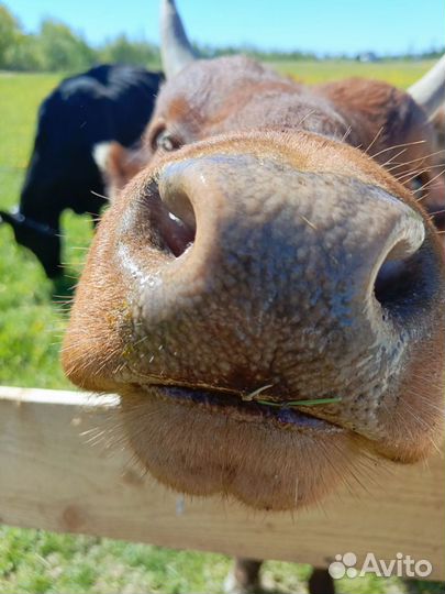 Молоко цельное