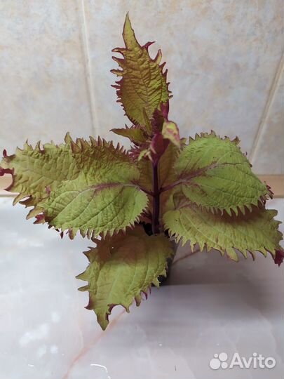 Аглаонеиа, колеус