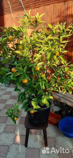 Привитой мандарин