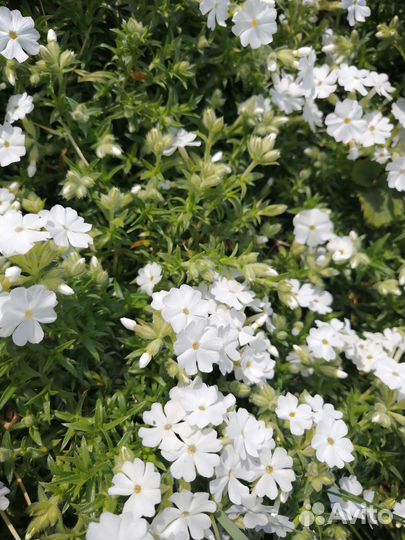 Флокс шиловидный, бадан, ветреница