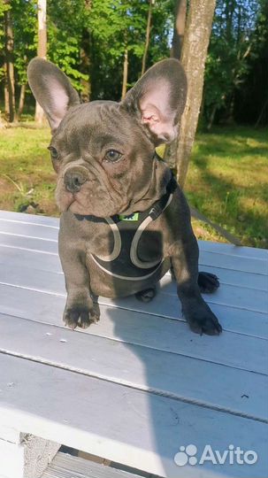 Французский бульдог голубой, лиловый