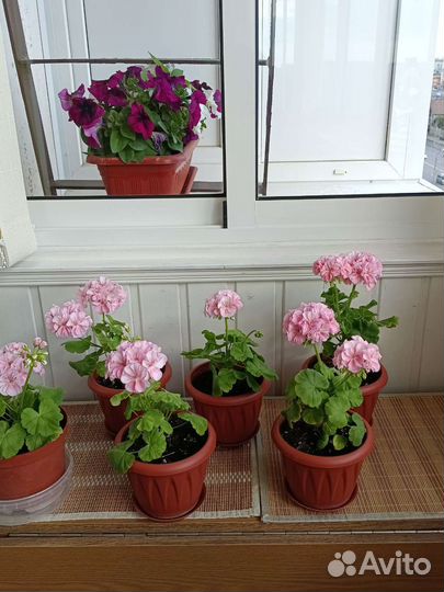 Гераньфлорариум