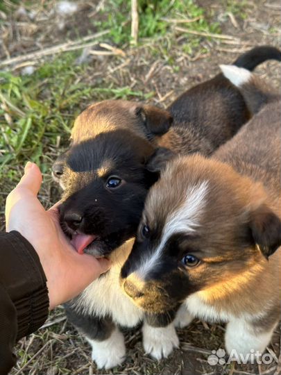 Маленькие щенята ищут дом