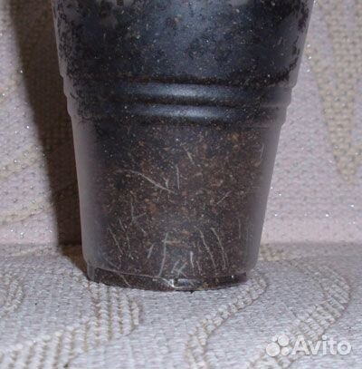 Абутилон Савицкого вышлю почтой