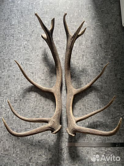 Рога благородного оленя