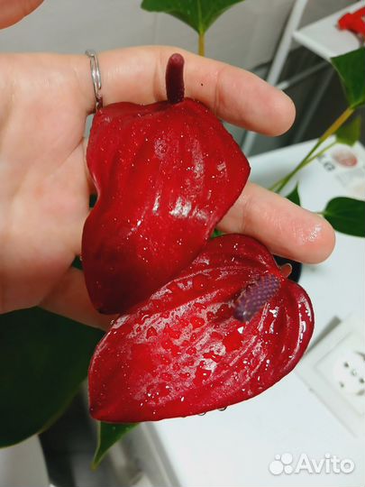 Комнатные растения цветы