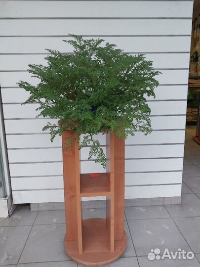 Растение пилея мелколистная