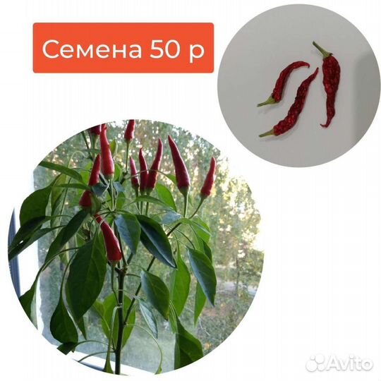Семена декоративных перцев