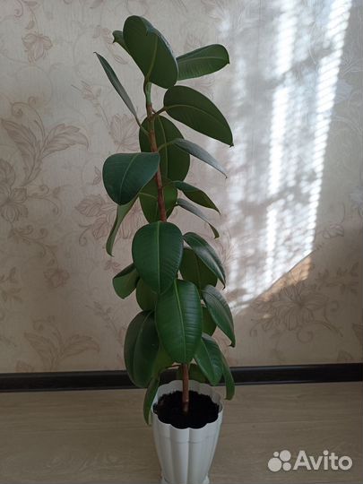 Продам фикус