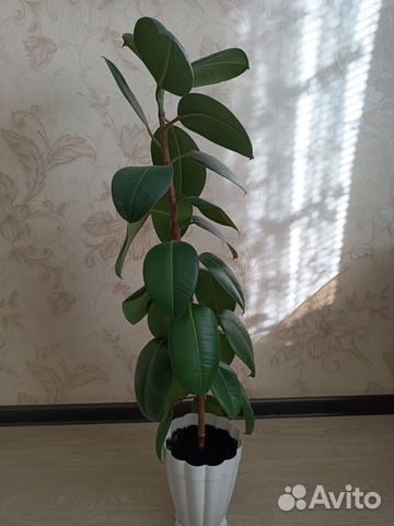 Продам фикус