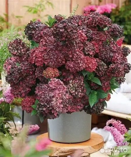 Гортензия черный рыцарь