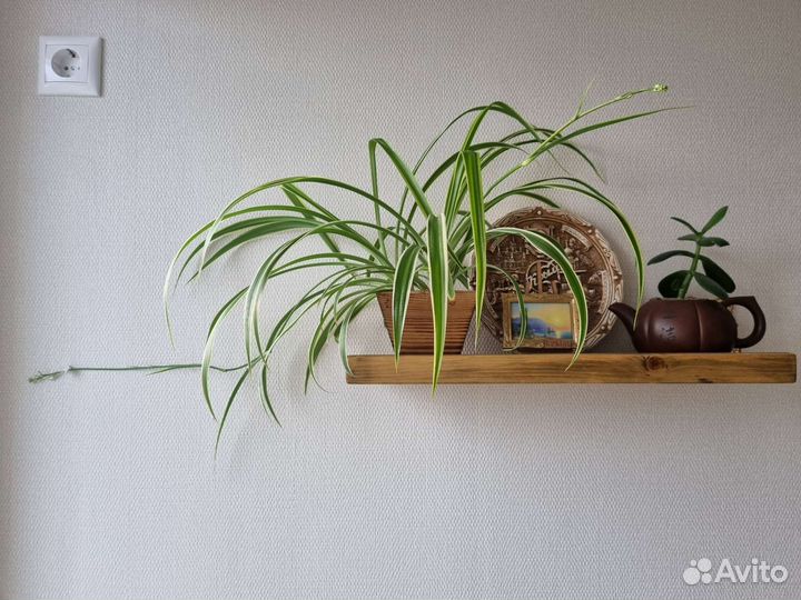 Драцена маргината, толстянка, хлорофитум