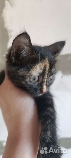 Котенок в добрый руки