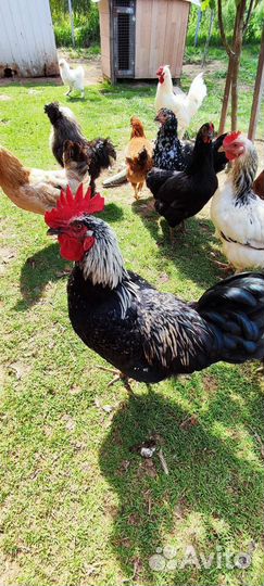 Петухи