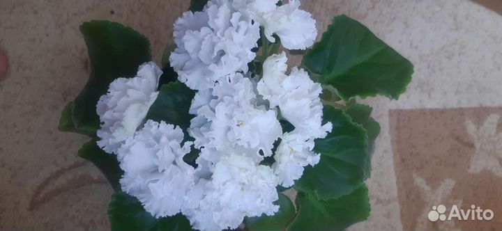 Детки и молодые розетки фиалок