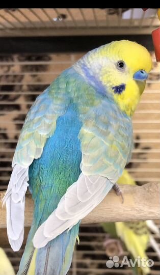 Птенцы волнистого попугайчика радужного окраса