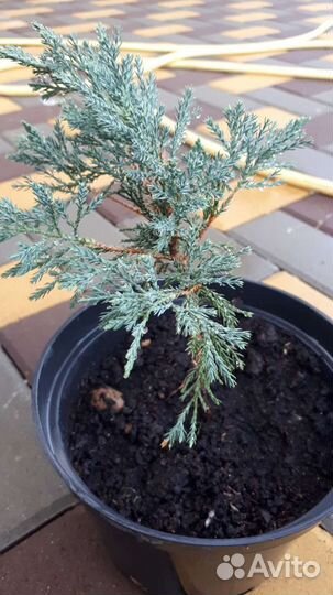 Можжевельник