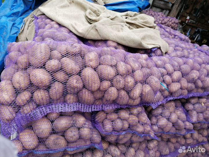 Продаём вкусный картофель с доставкой