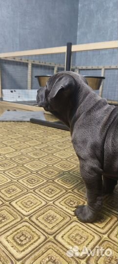 Американский булли классик