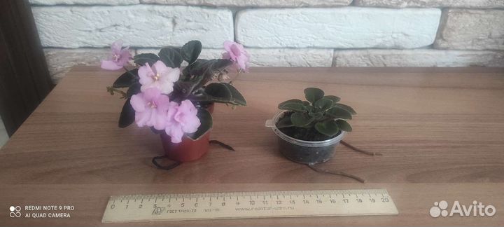 Продам цветы комнатные