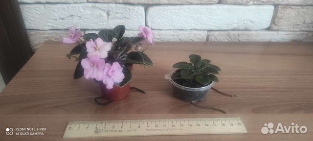 Продам цветы комнатные