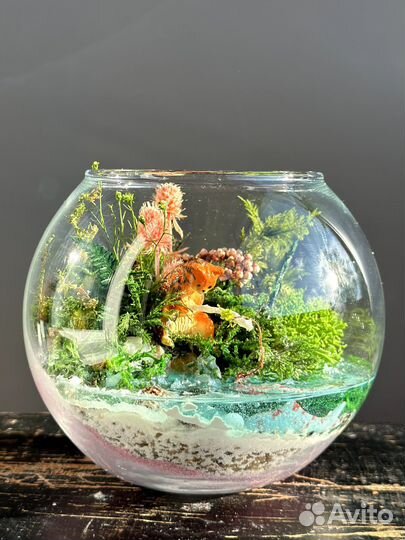 Флорариум моссариум