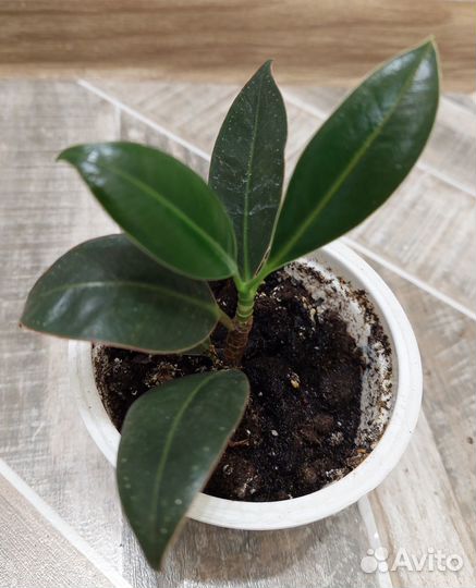 Цветы комнатные продам