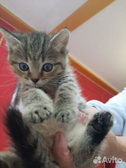 Девочка ищет дом