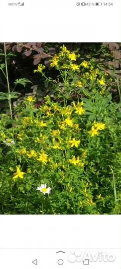 Зверобой садовый