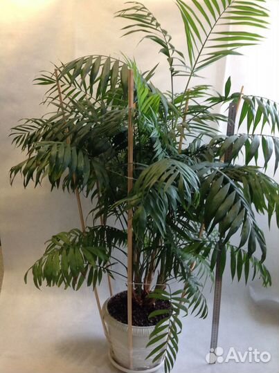 Пальма Хамедорея (Chamaedorea)