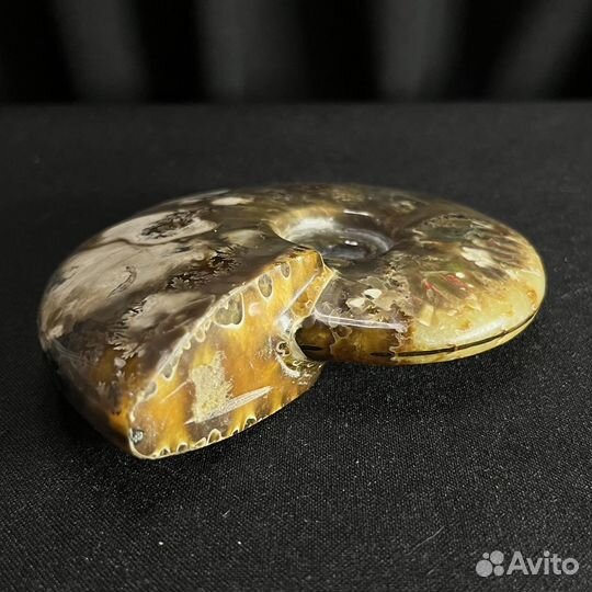 Аммонит окаменелости ископаемый аммолит