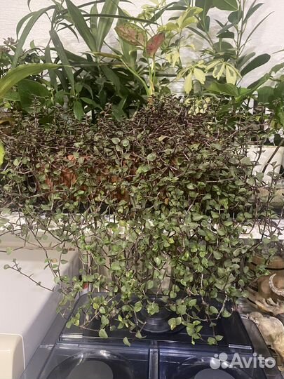 Каллизия, традесканция mini