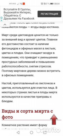 Комнатные растения. Дерево Мирт