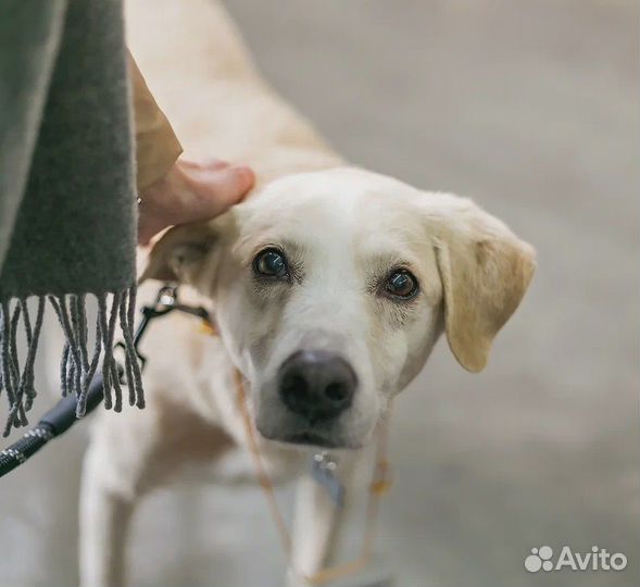 Последний шанс на достойную старость