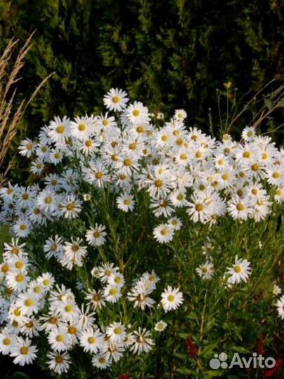 Ромашка канадская (гигантская осенняя ромашка)
