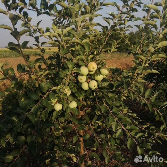 Саженцы яблони с комом крупномеры