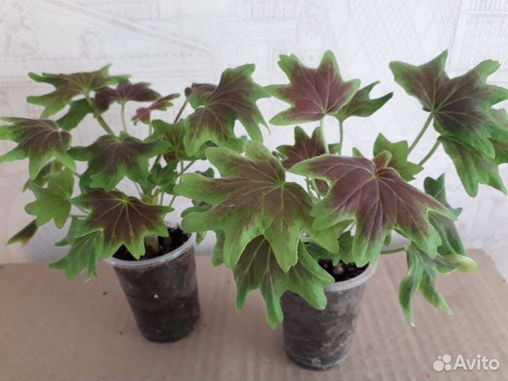 Продаю пеларгонию Vancouver мини