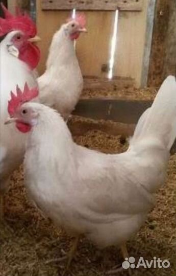 Инкубационное яйцо. Леггорн