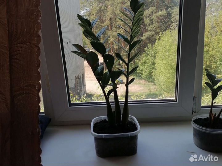 Доллоровое дерево